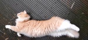 Chris 04 Vliegende modderpluis